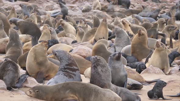 Sea lion colony at Cape Cross Seal Reserve alt