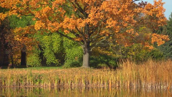 Autumn & Pond