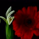 White iris blossoming with red gerbera - VideoHive Item for Sale