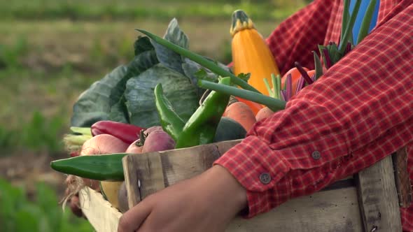 Female Farmer holding wooden Box full of Vegetables on the farm.