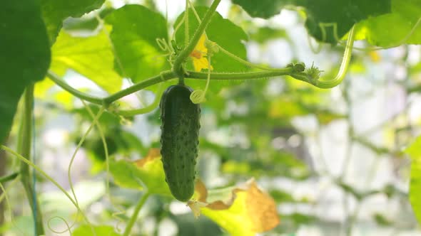 Cucumber Growing in the Vegetable Garden