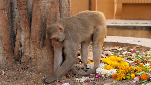 Monkey Indian Monkey Monkey Eating Fruits Garbage Indian Streets Monkeys on Indian Street alt
