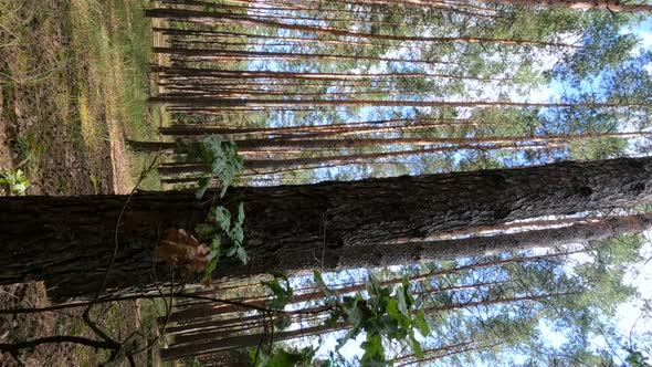 Vertical Video of a Forest with Pine Trees on a Summer Day alt