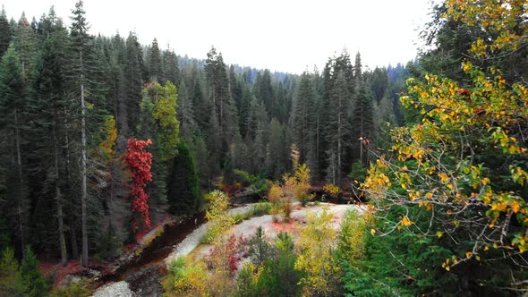Aerial shot by aspen and pine trees in the fall with a small creek below. alt