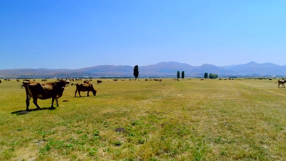 Cows İn Green Meadow