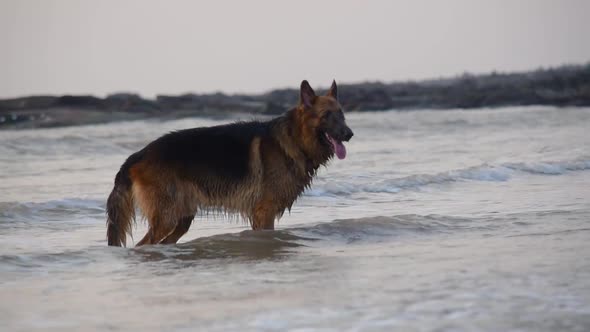 Curious young German shepherd dog standing on beach and looking at something curiously | Young Germa alt