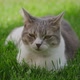 Close Up of a White Tabby Cat Laying Sleepy on the Green Grass Lawn Outside in the Garden - VideoHive Item for Sale