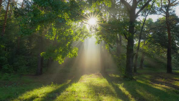 Walk Through the Magic Forest in the Morning. Sun Rays Emerging Though the Green Tree Branches alt