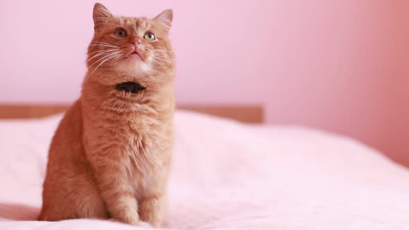 The Red Cat Sits on the Couch and Looks Into the Camera alt