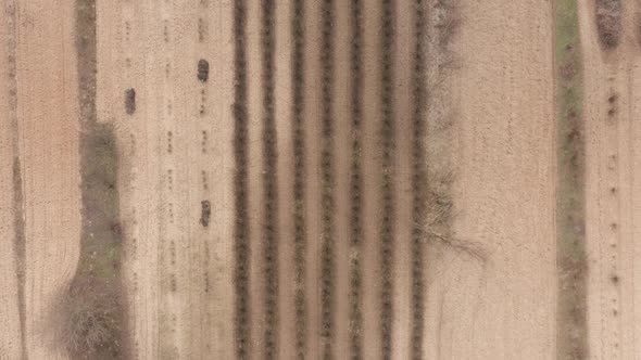 AERIAL: Lines of Trees Sprout Planted in Brown Soil