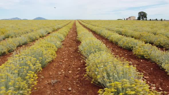 Helichrysum Italicum Farming Plantation Agriculture Field alt