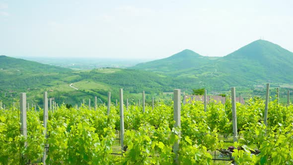 Euganean Hills of Veneto and Green Vineyards alt