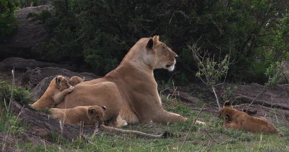 African Lion, panthera leo, Mother and Cubs, Masai Mara Park in Kenya, Real Time 4K alt
