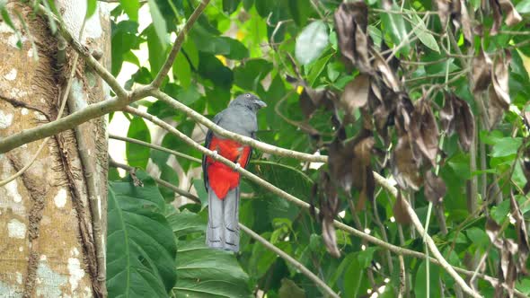 Tropical Trogon Bird in its Natural Habitat in the Forest
