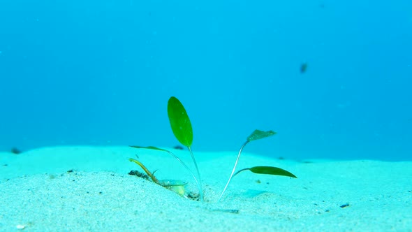 The planting of seagrass underwater to a area of the ocean floor that needs rejuvenation alt