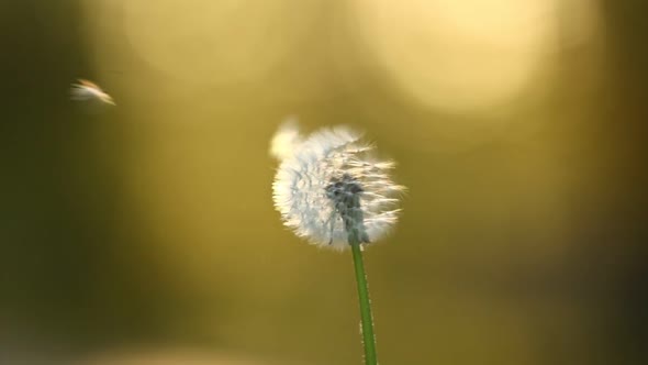 one dandelion blows in the wind. Slow Motion Of Bloomed Dandelion flower With Flying Seeds on nature