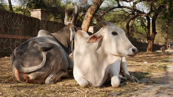 Two Indian Cows Also Known As Zebu or Bos Taurus Indicus Taking a Rest in the Grass Near the Road