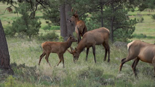 Heard of elk with babies, Stock Footage | VideoHive