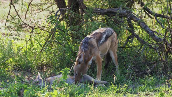 Mother jackal cleans her young pup with her tongue. Wildlife in the Okavango Delta in Botswana, Tele alt