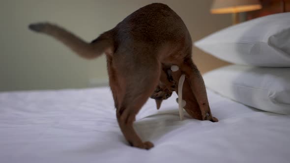 Cute Abyssinian Cat Playing with a Mouse and a Piece of Paper alt