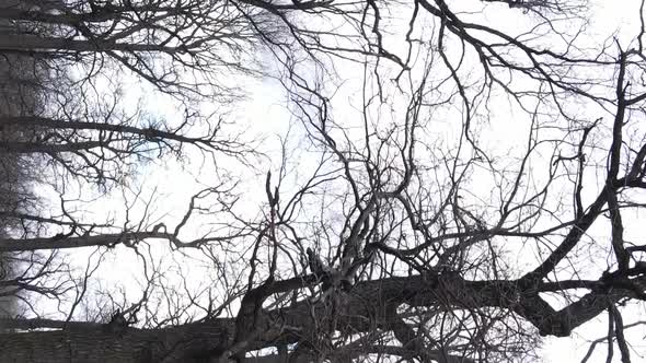 Vertical Video of the Forest with Trees Without Leaves Slow Motion alt
