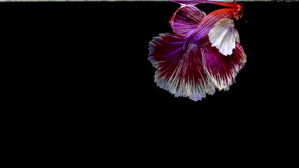 Siamese Half Moon Fighting Fish Betta Splendens 03 alt