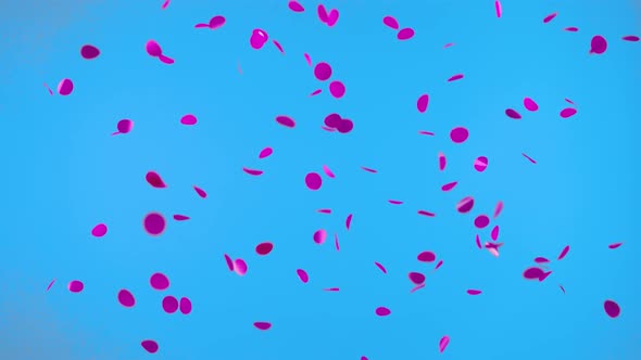 Round Pink Confetti Floating in Air on Blue Screen Chroma Key Background alt