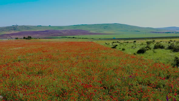 Aerial Footage of a Flowering Poppy Field Against the Background of Mountains