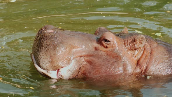 Hippo Above the Surface of the Water. Chews Food alt