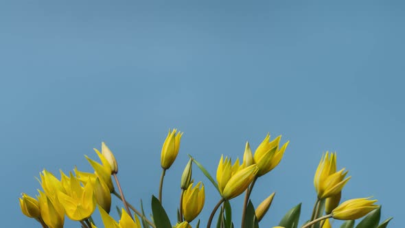 Timelapse of Blooming Yellow Tulips Bouquet. Flowers Opening Backdrop. alt