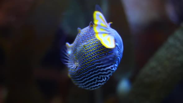 Close Up Of An Aracana Ornata Fish Also Known As The Ornate Cowfish   Inline Image Preview 