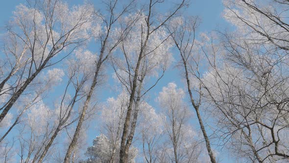 Beautiful Crowns of Trees Covered with Snow Against the Sky