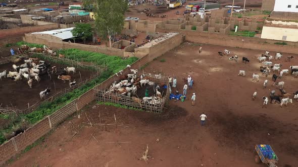 Africa Mali Village And Ox Aerial View 6