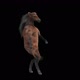 28 Horse Dancing HD - VideoHive Item for Sale