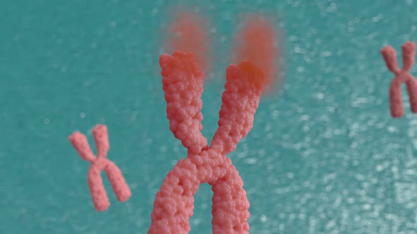 Telomerase restores short bits of DNA known as telomeres