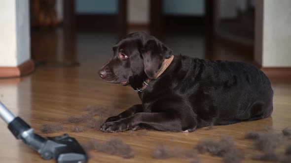 The dog lies and watches how the vacuum cleaner collects wool around it alt