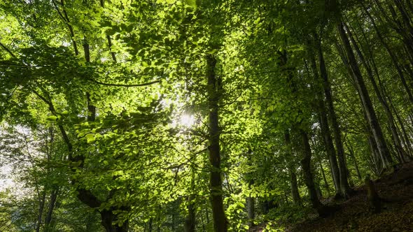 Green Beech Forest in the Middle of Summer the Sun Breaks Through the Leaves of the Trees