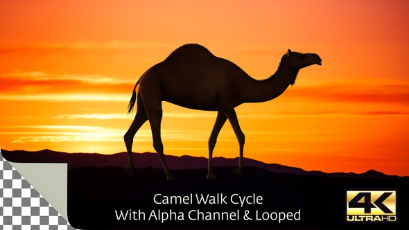 Camel Walk Cycle 4K