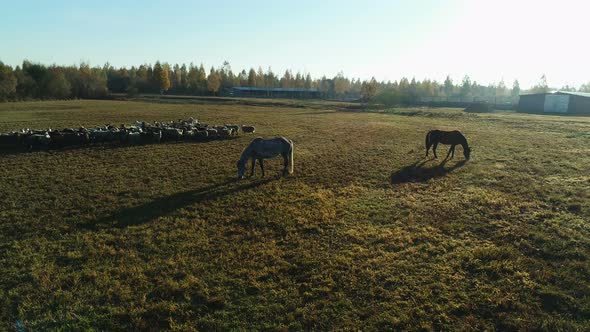 Aerial View of Sheep Flock and Horses Grazing in the Farm Field