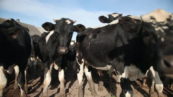 Set of Young Bulls alt