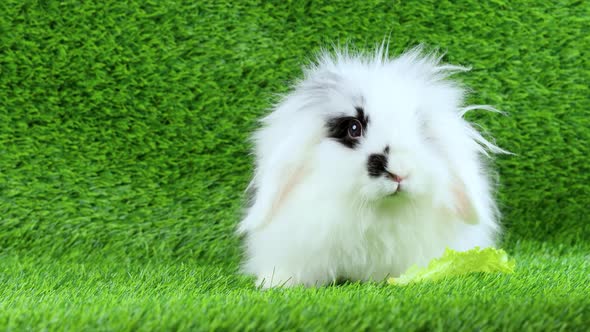 Little rabbit eats lettuce. Cute rabbit on the lawn.