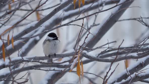 A Black-capped Chickadee perched on a tree preening itself during a light snow alt