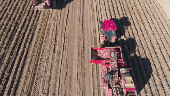 Harvesting Potatoes in Field alt
