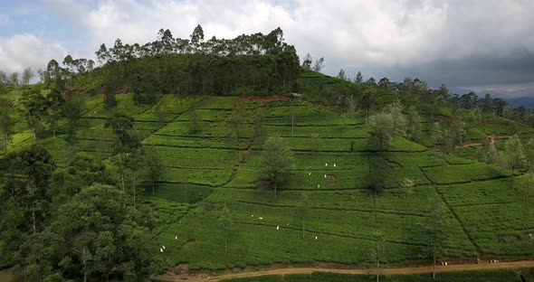 Tropical Landscape of Green Hills with Tea Plantations