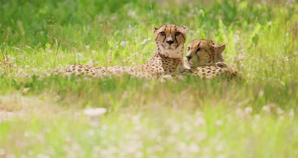 Alert Cheetahs Lying on Field in Forest