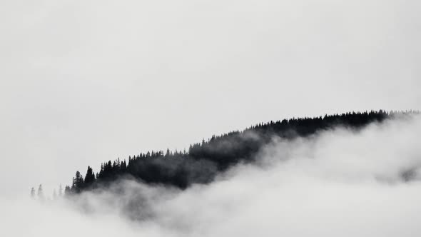 Misty Forest in Mountain. Marvelous View of Over Pine Forest in the Morning. Magical Fog All the Way alt