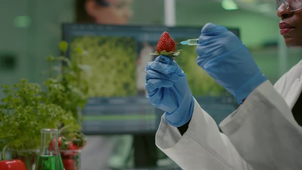 Closeup Chemist Scientist Injecting Nature Strawberry with Chemical Pesticides alt