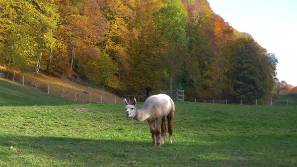 Alpaca eating on a field in Switzerland. In the background is another black alpaca. Further away in alt