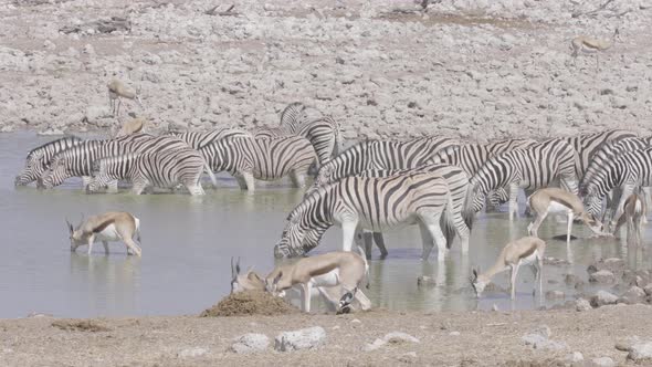 Zebras and Springboks at Waterhole