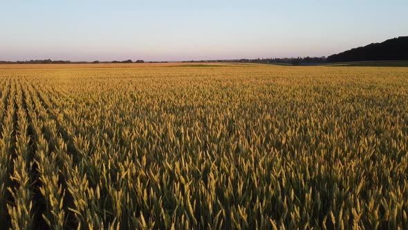 Field with Wheat at Sunset. Ripening of Grain in Agricultural Fields alt